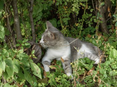 Çizgili bir kedi çalıların arasında saklandığı yerden dikkatle bakar..