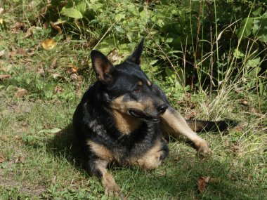 Güneşli bir günde çimenlerde dinlenen huzurlu bir köpek..