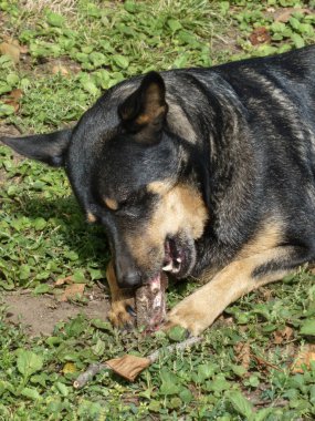 Kemik kemiren bir köpeğin yakın plan çekimi..