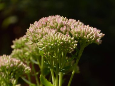 Narin sedum çiçekleri doğal ışıkta çiçek açmaya hazırlanıyor..