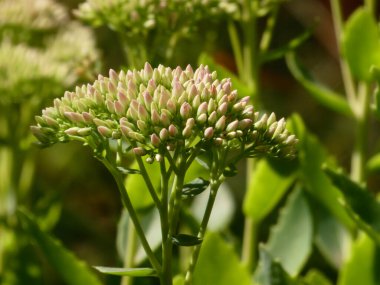 Narin sedum çiçekleri doğal ışıkta çiçek açmaya hazırlanıyor..