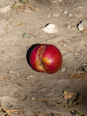 Toprakta ve güneş ışığında duran hasarlı, olgun bir meyvenin yakın çekimi.