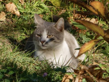 Parlak doğal ışıkta dinlenirken doğrudan kameraya bakan sevimli evcil kedi.