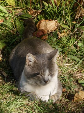 Şirin evcil kedi, sıcak güneş ışığı ve yeşil doğada huzur içinde uyuyor.