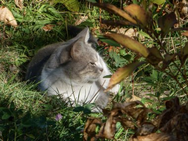 Sevimli evcil kedi, açık havada huzur içinde güneşleniyor ve yeşil çimlerde.