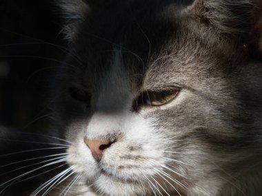 Keskin bir ışık demeti tarafından vurgulanmış bir kedinin yoğun portresi.