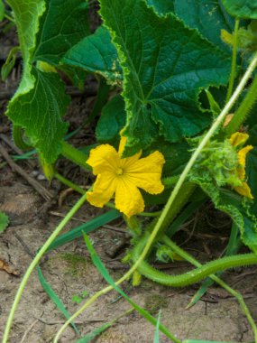 Sağlıklı bir salatalığın canlı sarı çiçekleri ve yemyeşil yaprakları.