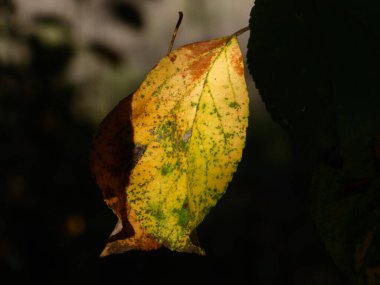 Titrek yaprak, derin ve gizemli bir gölgeye karşı güzelce aydınlatılmış.