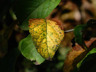 Tek yaprak yeşilden sarıya geçişi gösteriyor.