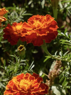 Çoklu canlı kadife çiçekleri ve sıcak güneş ışığıyla yıkanmış yapraklar.