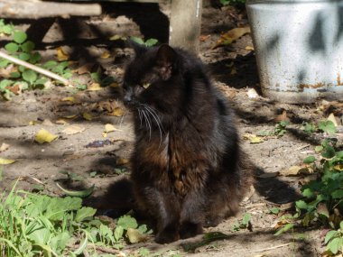 Açık havada, parlak doğal ışıkta dinlenen tüylü siyah bir kedinin portresi.