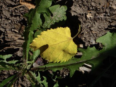 Koyu toprak ve yeşil otlarla çelişen parlak sarı yaprağın yakın çekimi