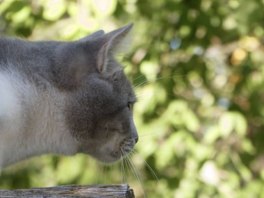 Evcil bir kedinin profiline yakından bakın. Dışarıdaki bir sahneyi yoğun bir şekilde gözlemliyor.