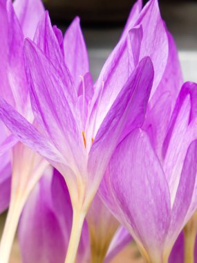 Doğal ışıkta şeffaf mor crocus taç yapraklarının canlı yakın çekimi