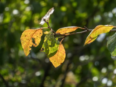 Daldaki canlı yapraklar güneş ışığındaki mevsimsel renk değişimini gösteriyor