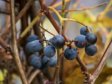 Kuru sarmaşıklarda ihtiyatlı küçük olgun mavi üzümler kümesi.