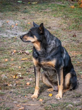 Sadık melez köpek dışarıda oturuyor, sola bakıyor, odaklanmış ve sakin.