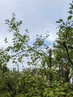 Parlak bulutlu gökyüzüne karşı meyve bahçesinde taze kesilmiş ağaç dalı