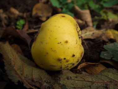Karanlık sonbahar toprağında dinlenen tek bir olgun sarı elma / ayva yakın plan.