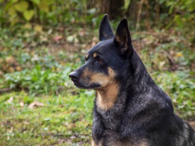 Uyanık köpek dışarıda oturuyor, sola bakıyor, yumuşak yeşil arka plan bokeh