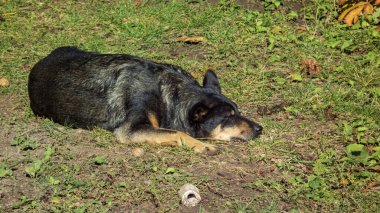 Rahat melez köpek sıcak güneş ışığında rahatça dışarıda dinleniyor.