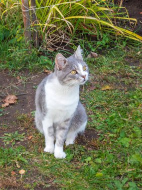 Parlak sarı gözlü sevimli evcil kedi yerde tetikte bekliyor.