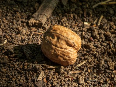 Dokulu ceviz kabuğunun yakını. Topraktaki güneş ışığıyla aydınlatılmış.