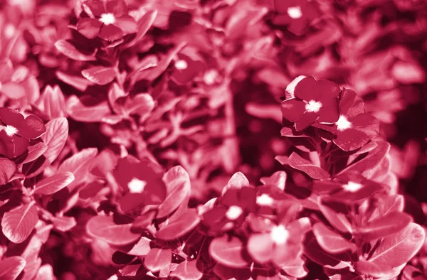 Квіти Клумбі Маленькі Красиві Тоновані Модному Кольорі 2023 Року Віва — стокове фото