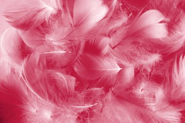 Kuş tüyleri arka planda 2023 yılının trend rengi, viva moru, hassasiyet ve yumuşaklık kavramı, seçici odak noktası