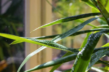 Yeşil yapraklara su damlaları, kapalı alandaki bitkilerin bakımı ve yetiştirilmesi, seçici odaklanma