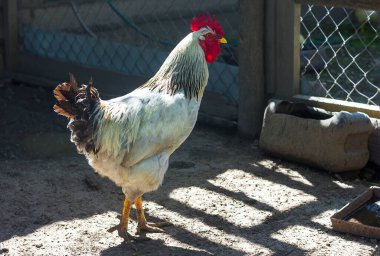 Güzel siyah beyaz horoz bir kabin içinde