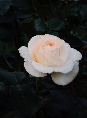 Beyaz krema çalıların üzerinde yükseldi. Karanlık bir arka planda, seçici bir odak noktasında.