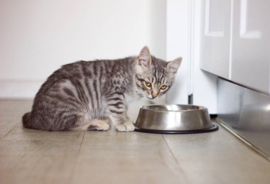 Şirin gri tekir kedi yavrusu kasenin önünde oturuyor. Parlak mutfakta kedi mamasıyla birlikte.