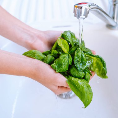 Kadının elleri akan suyun altında fesleğen yapraklarını yıkıyor. Salata için taze baharatlı otlar, parlak yeşil renk, yemek fotoğrafı tarifi fikri.