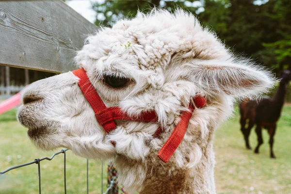 stock image Lama or alpaca in petting zoo. head white llama with bridle on its muzzle, on blurred background of natural park