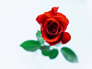 Çiçek açan kırmızı gül, kesilmiş çiçek, arka planda üst manzara. Çiçek açan, yakın plan yeşil yapraklı bir çiçek. Güzel parlak kırmızı gül. Boşluğu kopyala.