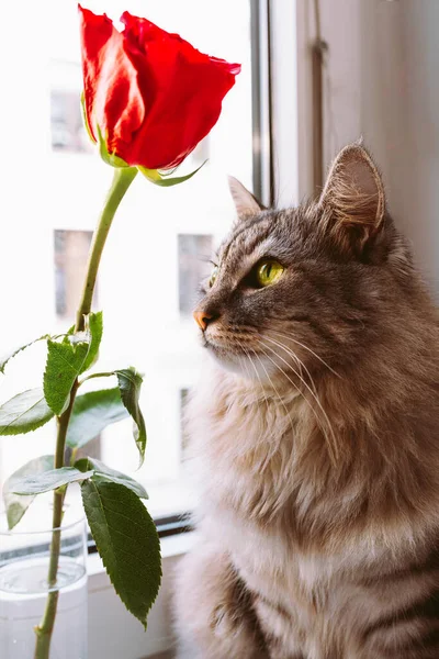 beautiful gray striped cat sits by window next to rose bud in glass. Domestic cat and scarlet rose in a glass vessel
