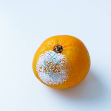 İki portakal, biri gevşek ve küflü. Organik ürünler konsepti, yemek için uygun değil. Tehlikeli küfler, sağlıksız yiyecekler, tarihi geçmiş yiyecekler. Bozuk küflü ürünler