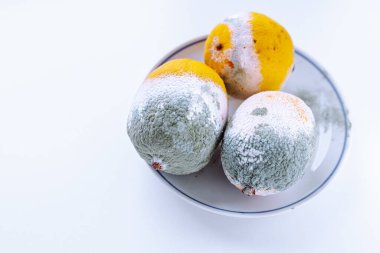 Küflenmiş çürük yiyecekler mavi küfle kaplanmış. Arka planda tabakta çürük limonlar. Zehirli bozulmuş yiyecekler, yiyecek atıkları tasnif ve işleme