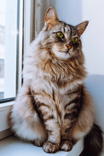 Fluffy beautiful Maine Coon cat sits on windowsill. Portrait of domestic gray fluffy cat with long hair, green eyes, curious look, sitting near window. concept of pet health, grooming
