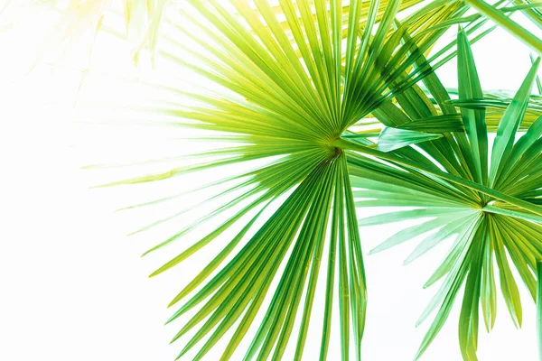 Tropical Palm Leaves Place Text Blurred Abstract Background Sunlight Concept — Stock Photo, Image