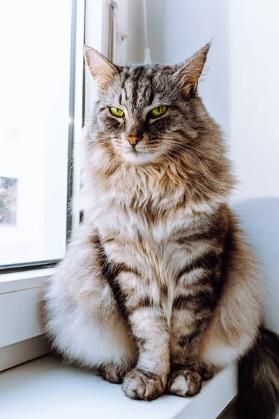 灰色のふわふわの縞模様の猫は窓の近くの窓辺に座って 目を細めて 緑色の目でカメラをゆっくりと見ています メインコーン国内猫の肖像画 — ストック写真
