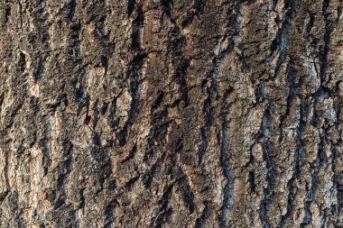 Texture of tree bark closeup. natural background of cracked hardwood bark