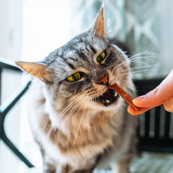 funny funny fluffy gray tabby cat eats treat for pets. care for pets, proper diet, snacks in the form of dried meat