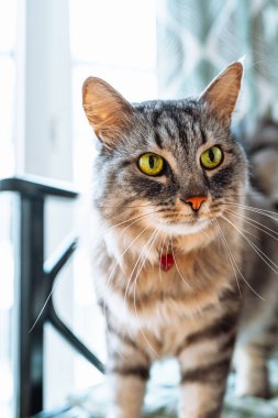 beautiful gray fluffy thoroughbred Maine Coon cat with heart-shaped pendant on collar lies on chair cushion, looking with green eyes with an important look