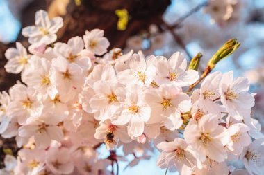 Bulanık bahçe arka planında çiçek açan sakura dalları. Bahar arkaplanı, elma ağacı çiçekleri