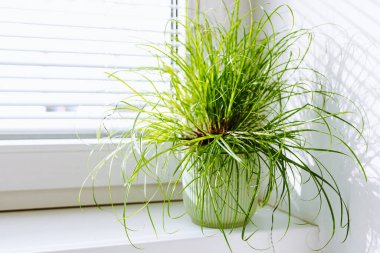 Çiçek saksısında süslü otlar, filizlenmiş tohum, kediler için vitamin takviyesi. kediler için ot