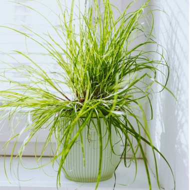 Çiçek saksısında süslü otlar, filizlenmiş tohum, kediler için vitamin takviyesi. kediler için ot