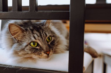 Yeşil gözlü tüylü gri Maine Rakunu kedisi oturma odasında sandalyede uzanıyor. Meraklı kedi döşenmiş bir sandalyede yatarken hayali bir nesneye bakar.