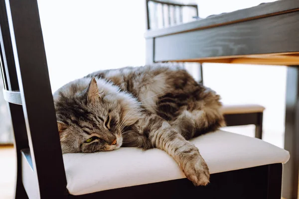 Randig Grå Fluffig Maine Coon Katt Ligger Sover Stol Vardagsrummet — Stockfoto